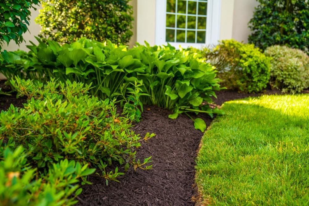 A bed cleared and re-mulched around hostas and azalea, with a freshly cut edge against the lawn.