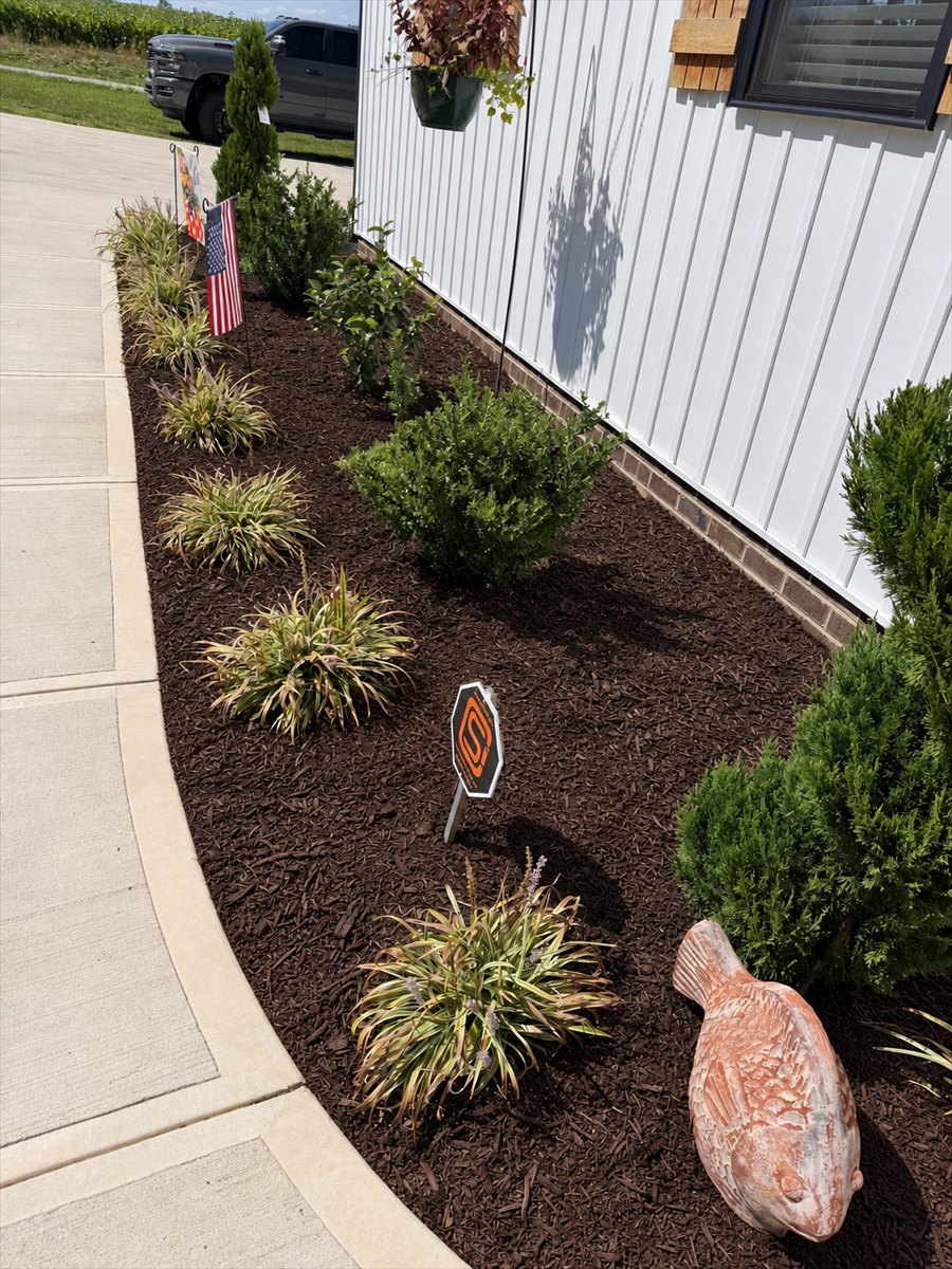A foundation bed along a white board-and-batten wall, variegated liriope and boxwood in fresh dark mulch beside a curving concrete walk.