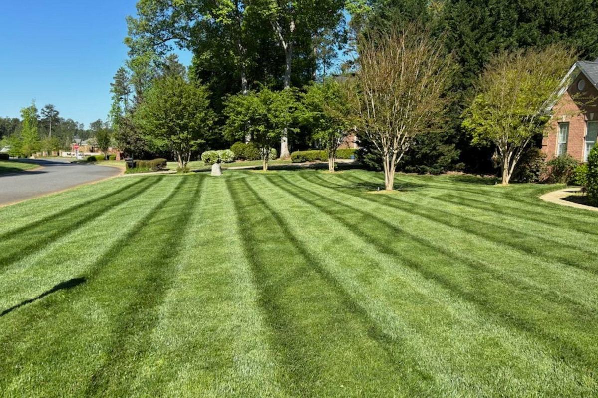 A wide front lawn striped in even passes, running from the street up to mulched beds and specimen trees.