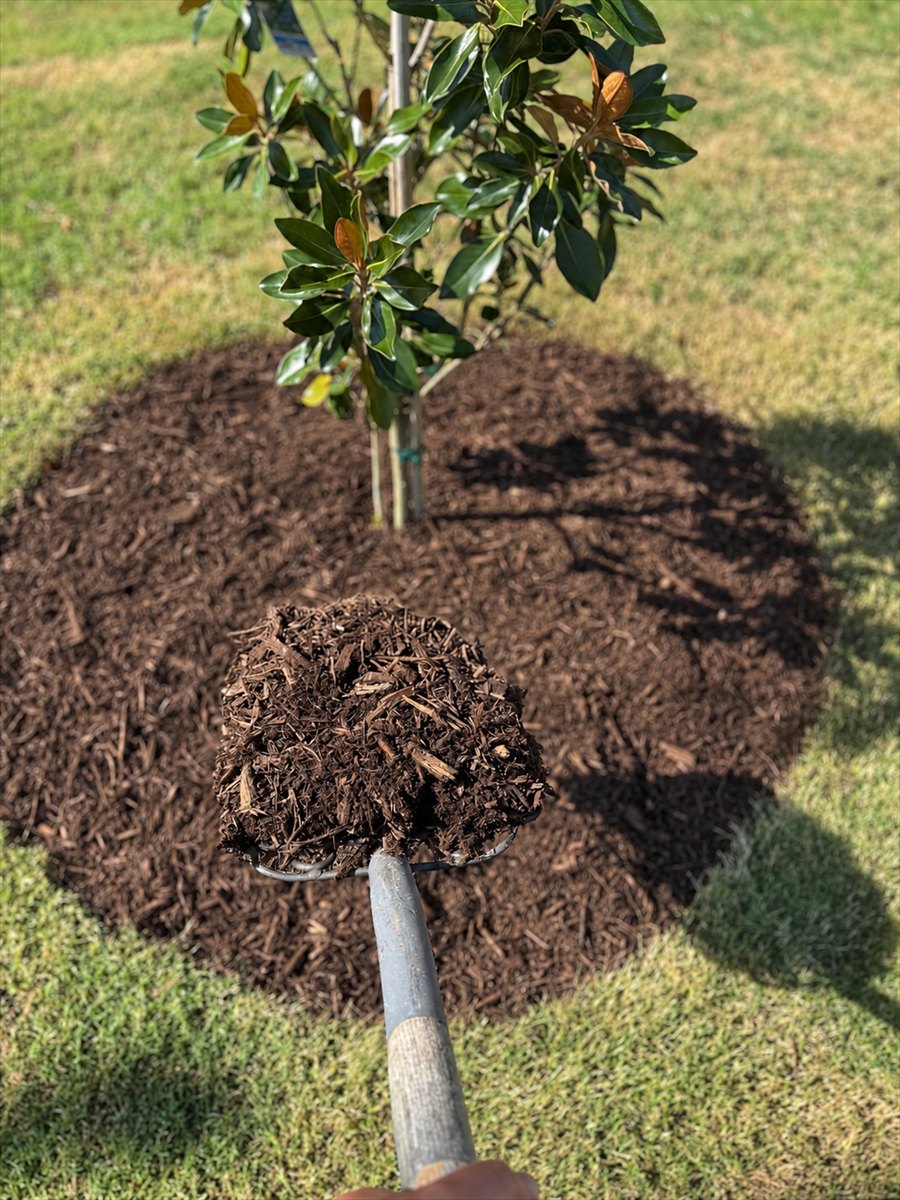 A shovelful of fresh hardwood mulch held over a newly mulched ring around a young magnolia, the ring cut clean into green lawn.